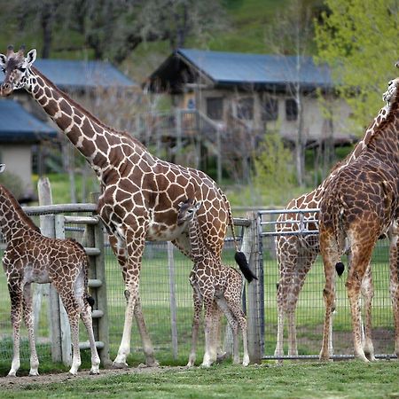 ホテル Safari West Mark West Springs エクステリア 写真