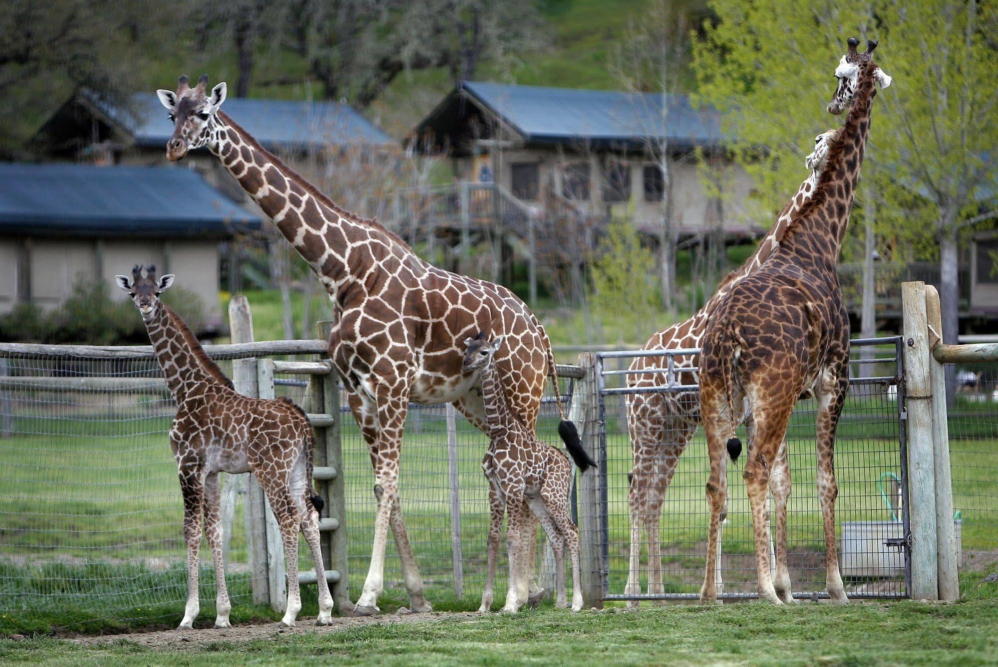 ホテル Safari West Mark West Springs エクステリア 写真