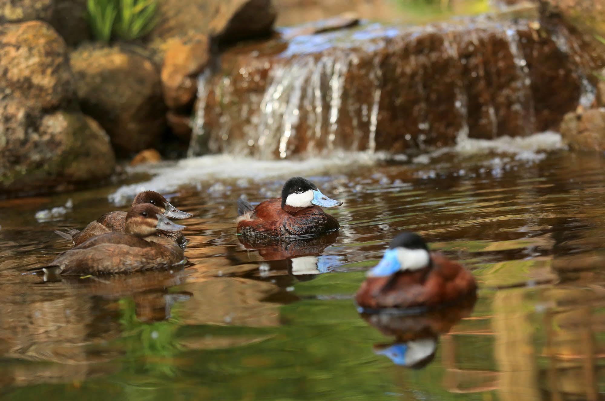 ホテル Safari West Mark West Springs エクステリア 写真